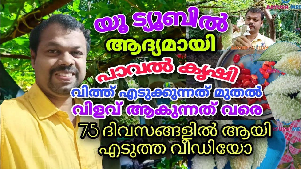പാവൽ കൃഷി വിത്ത് എടുക്കുന്നത് മുതൽ വിളവ് ആകുന്നത് വരെ| A TO Z Paval Krishi,Bitter Gourd Farming Tips
