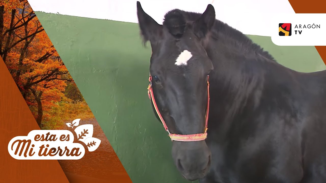 Proceso de inseminación de yegua