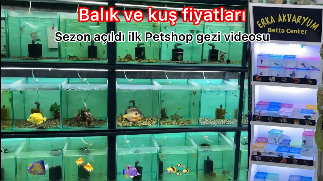 ERKA AKVARYUM PETSHOP GEZİ VİDEOSU GÜNCEL AKVARYUM BALIK FİYATLARI MUHABBET KUŞU FİYATI PAPAĞANLAR
