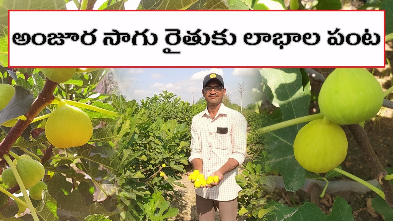 Anjura Cultivation Complete Process | అంజూర సాగు పూర్తి వివరాలు | 79894 83567 | AgriTech Telugu