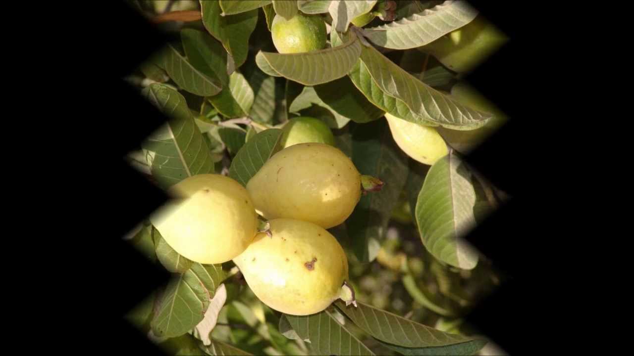Trio Corcel Queretano - La Guayabita