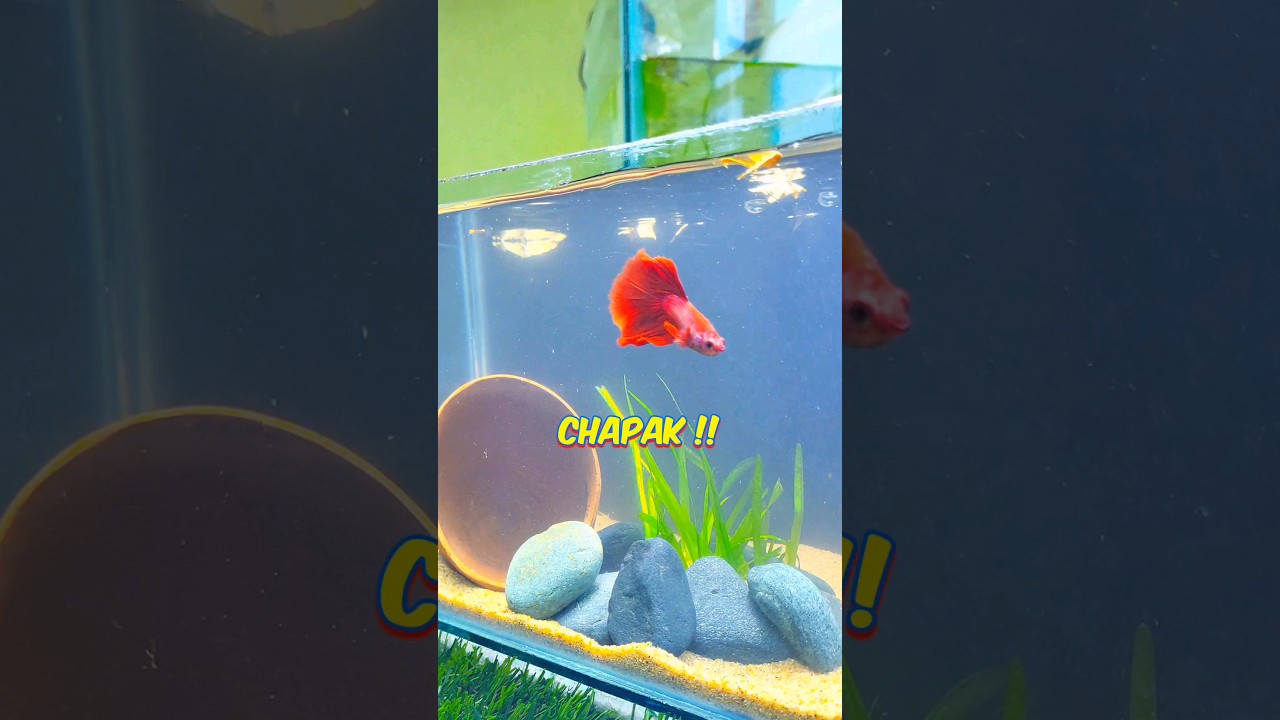 🙀 Betta Fish Tank Setup !! (Fin-tastic) #ytshorts #shorts #bettafish