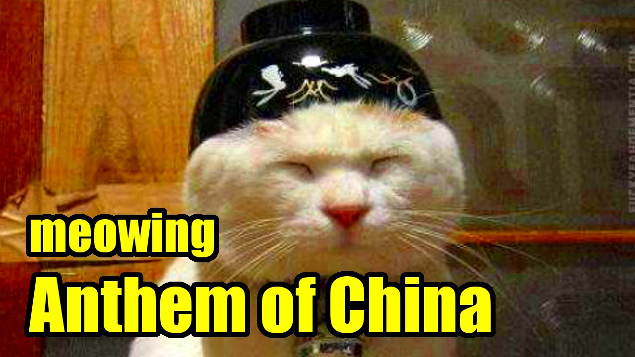 Squeal Cat sings National Anthem of China - 尖叫猫猫唱中国的国歌