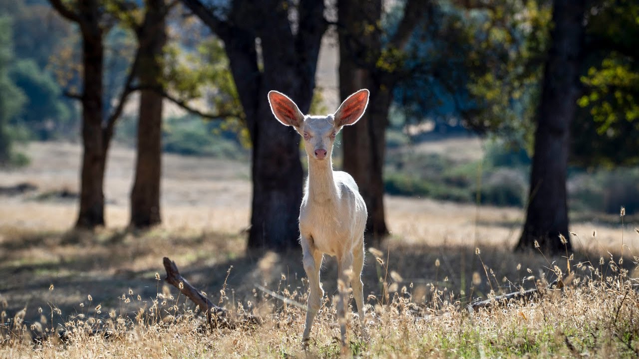 ‘Spirit will live a free life.’ Watch rare albino fawn's release back into the wild
