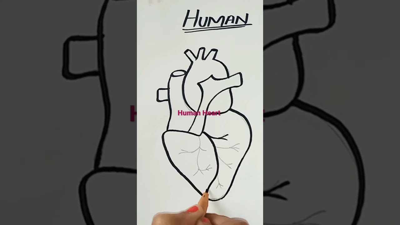 human Heart Drawing 