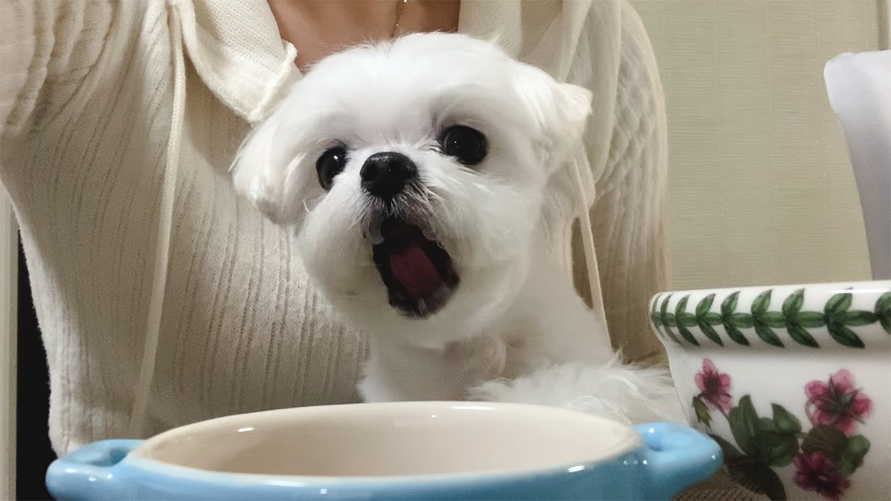 미세먼지 쥬겨버려!!!