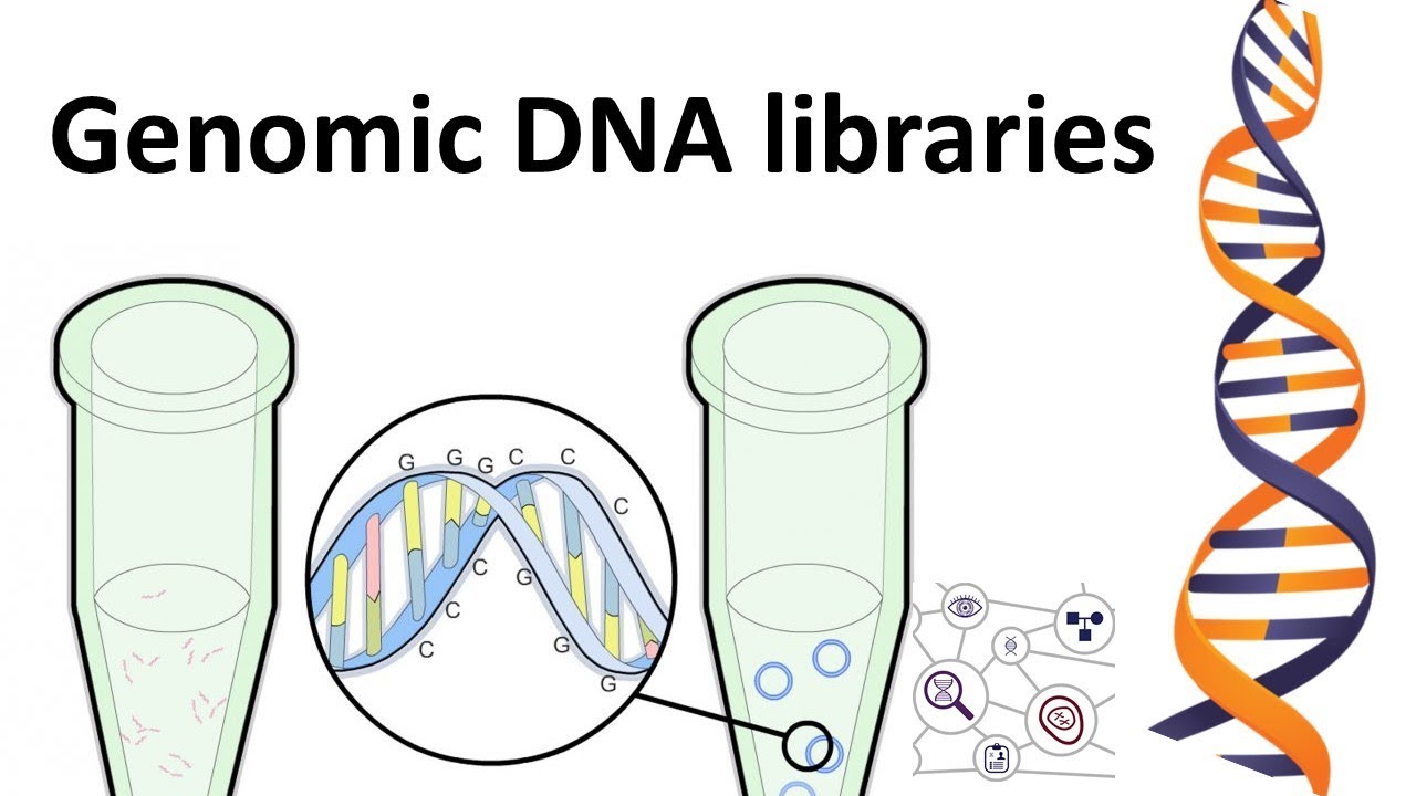 genomic DNA library
