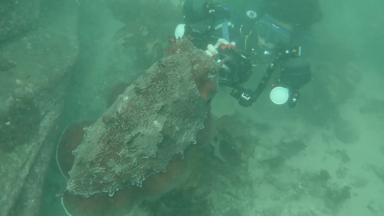 Giant Cuttlefish Encounter at Shelly Beach | Close-Up Underwater Moment!