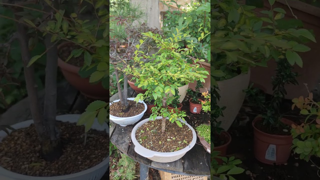 Defoliaci&oacute;n natural por exceso de calor. #bonsai #bonsaiaficionado #sol y bons&aacute;is. defoliado