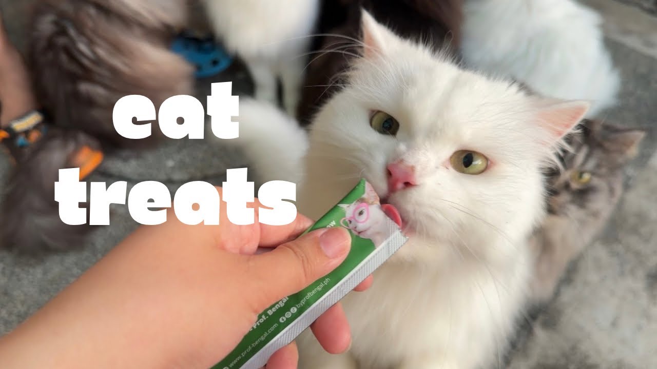 Why Do Cats Act Like They’ve Never Been Fed? 😹 
