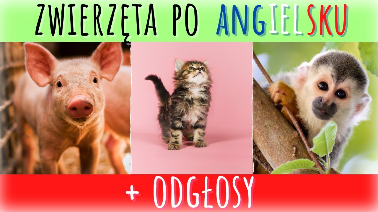изучение животных на английском для детей, звуки животных, изучение английского для детей