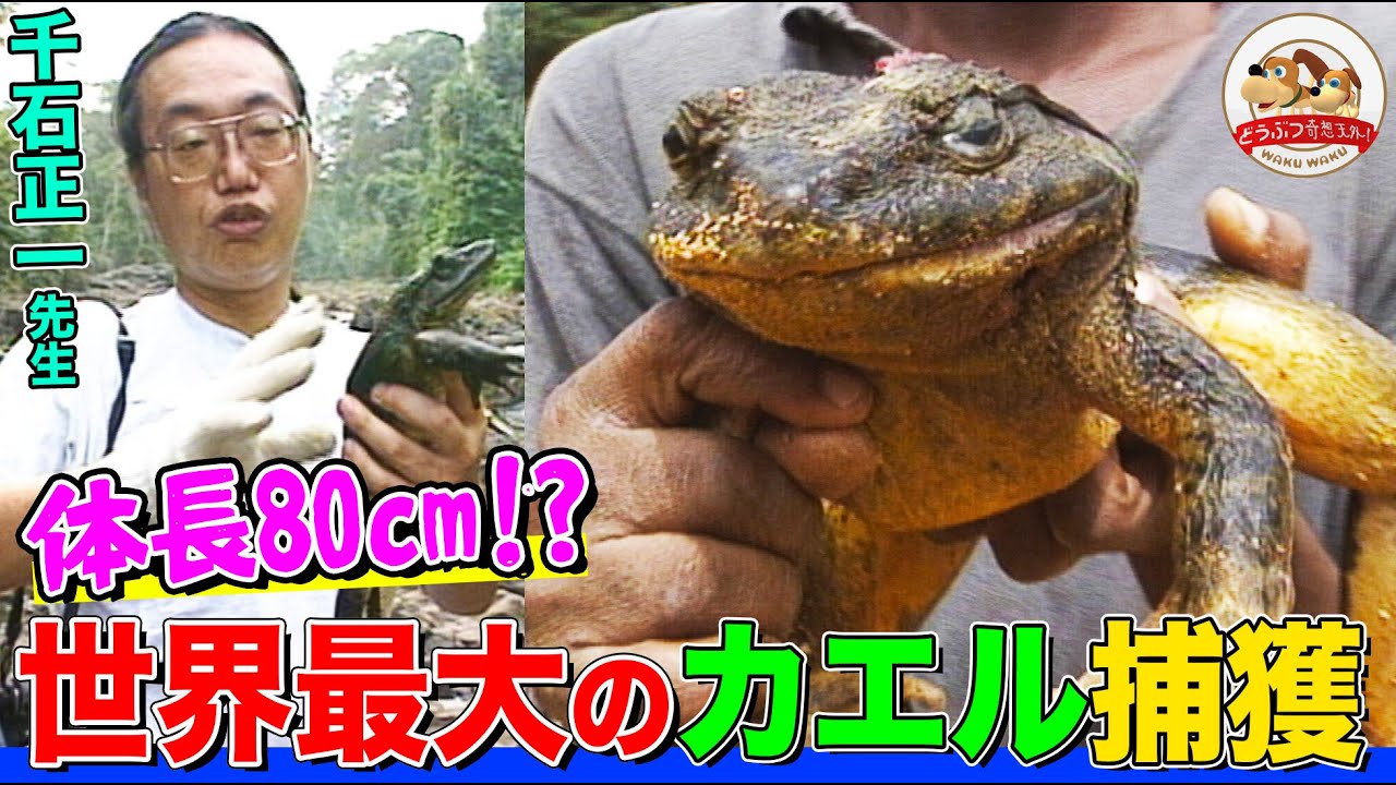 【アフリカの秘境】水面を走る世界最大のカエルを捕まえろ！千石先生のカメルーン珍獣捕獲作戦【どうぶつ奇想天外／WAKUWAKU】