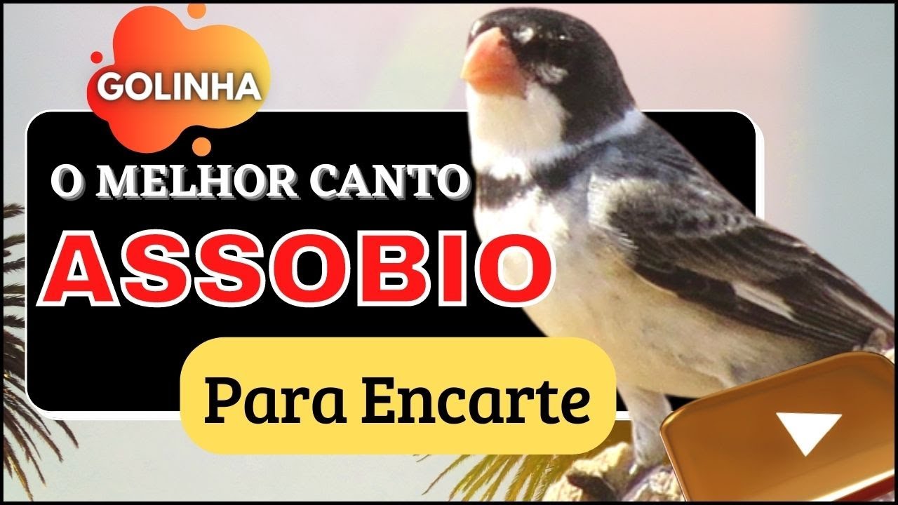 GOLINHA CANTO ASSOBIO | Para Encarte 🐦