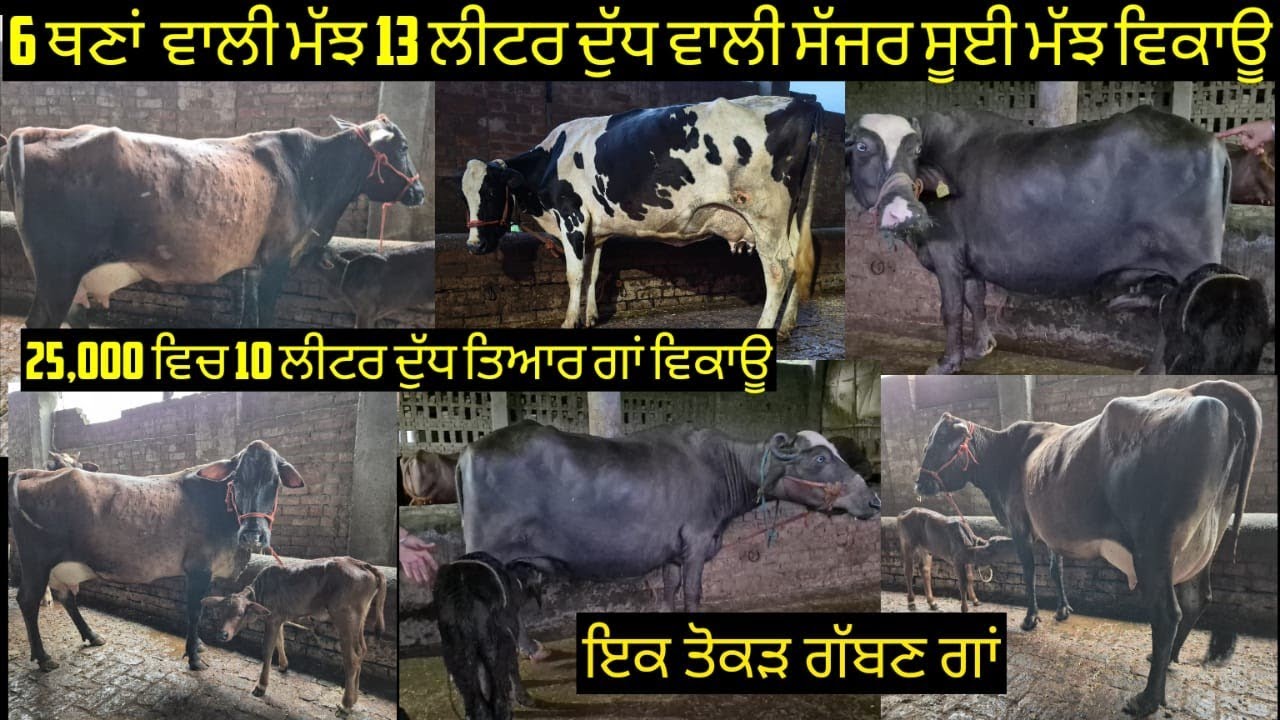 #ਤੋਕੜ ਗੱਬਣ ਗਾਂ #ਸੱਜਰ ਸੂਈ ਮੱਝ #ਸੱਜਰ ਸੂਈਆ ਗਾਂਵਾਂ ਵਿਕਾਊ ਜਾਇਜ ਰੇਟ 8 animals for sale#best#qulity#bufflo 