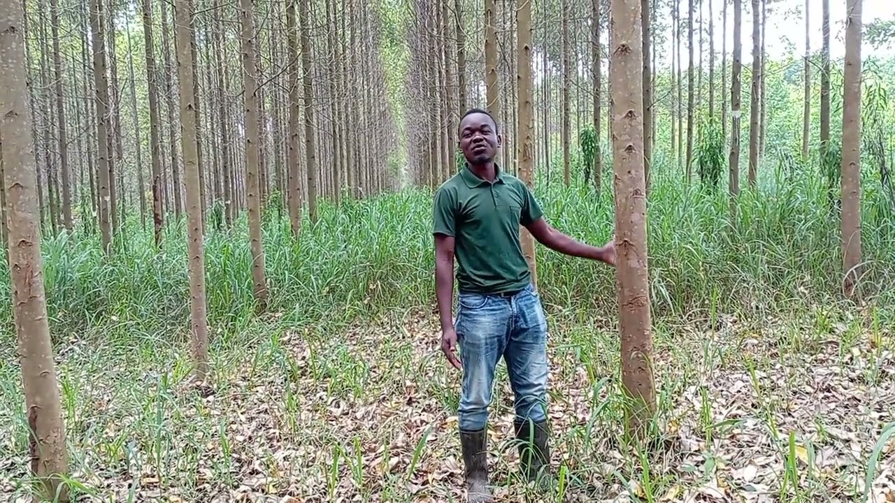 OKULIMA N'O KUFUNA MU KALITUNSI(EUCALYPTUS GROWING & VALUE ADDITION) CR NYANZI NOAH @ AMLA BIOTECH