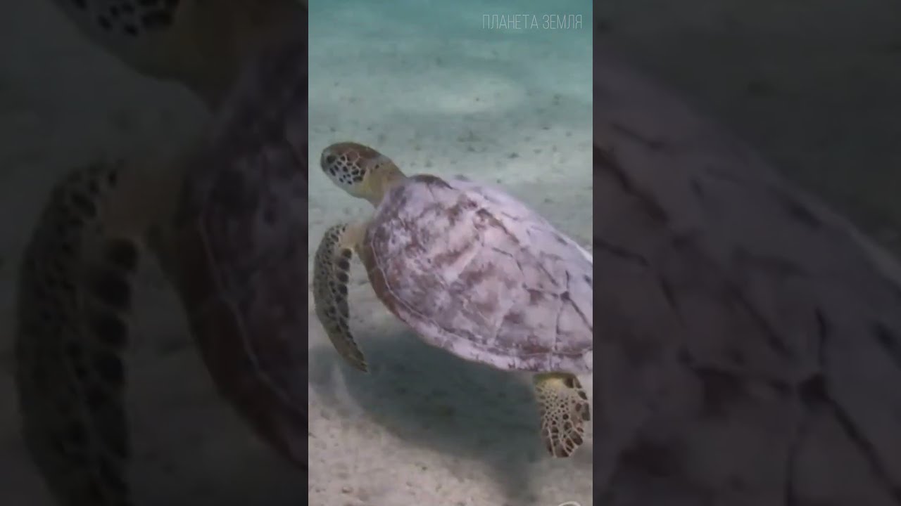 Карибское море: Чёрная жемчужина Атлантического океана 😉 #природа #море #география