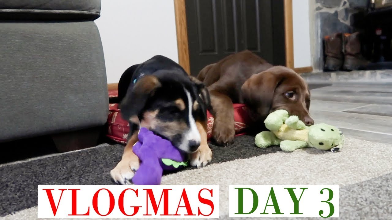 PUPPIES, LOTS OF PUPPIES! | Makinze