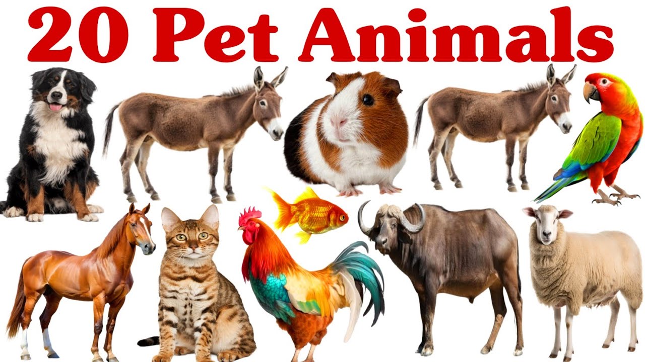 20 पालतू जानवरों के नाम सीखें बच्चों के लिए | Learn 20 Pet Animal Names for Kids with Pictures part1