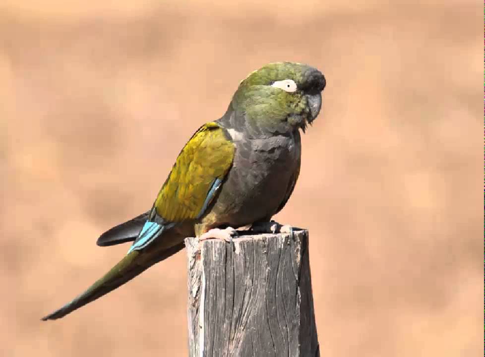 Loro Barranquero Cantando Sonido para Llamar El Mejor