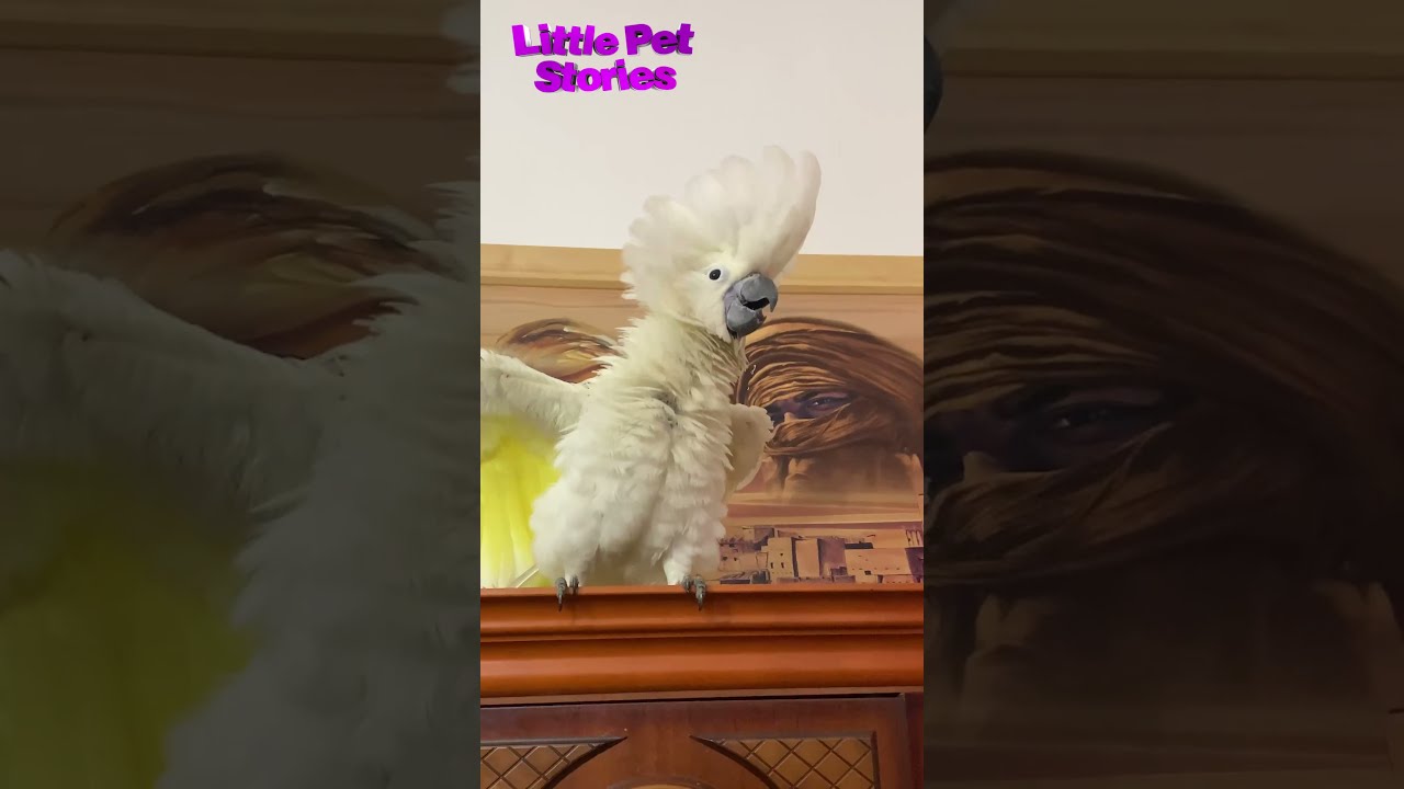 Crazy Cockatoo, #shorts