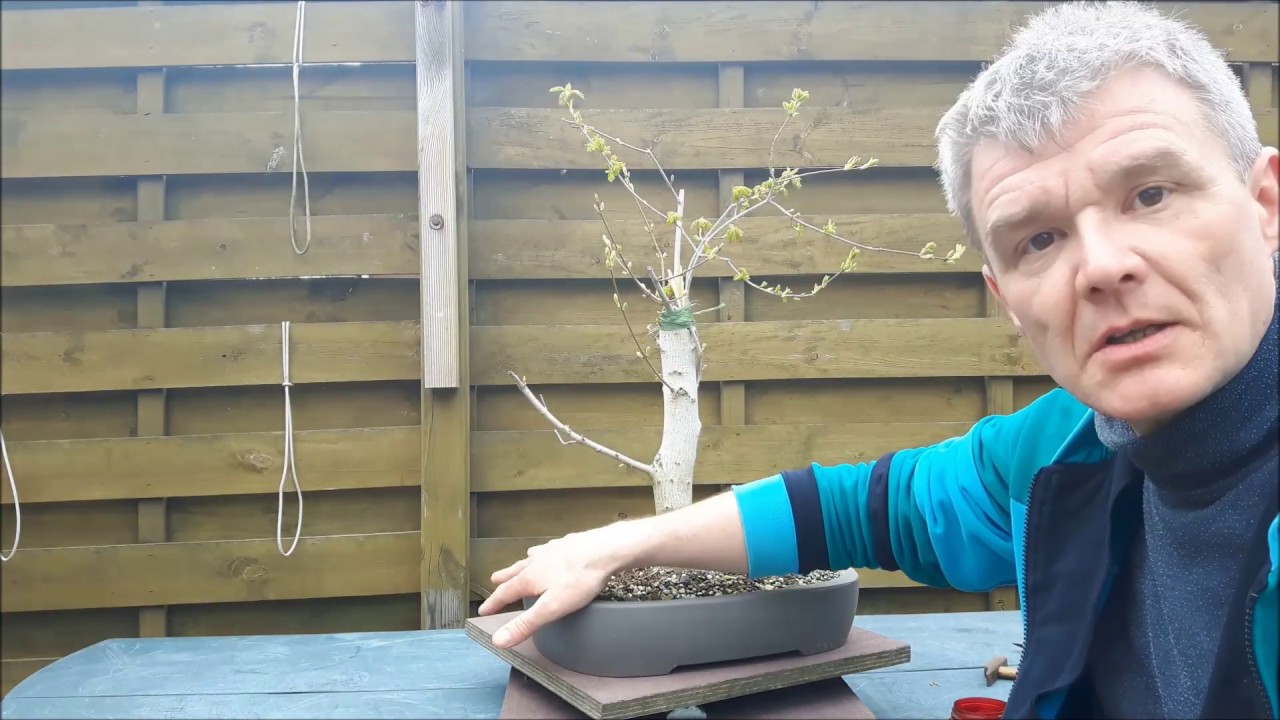 Acer campestre big broom 2