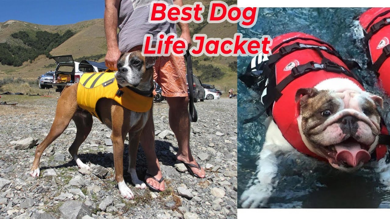 Top 5 Best Dog Life Jacket Vest Reviews for your dogs