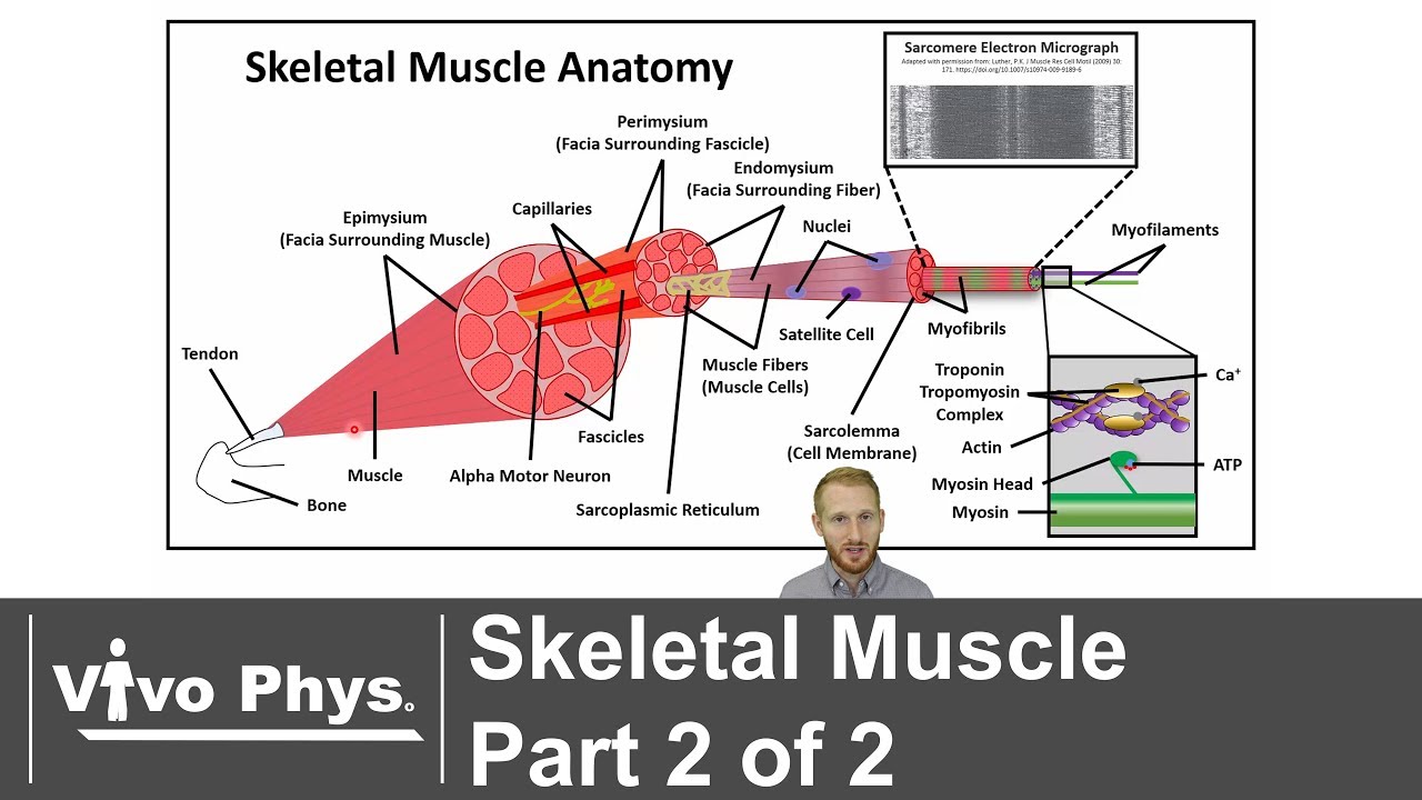 Skeletal Muscle Part 2 of 2 - Anatomy and Muscle Contraction Mechanisms
