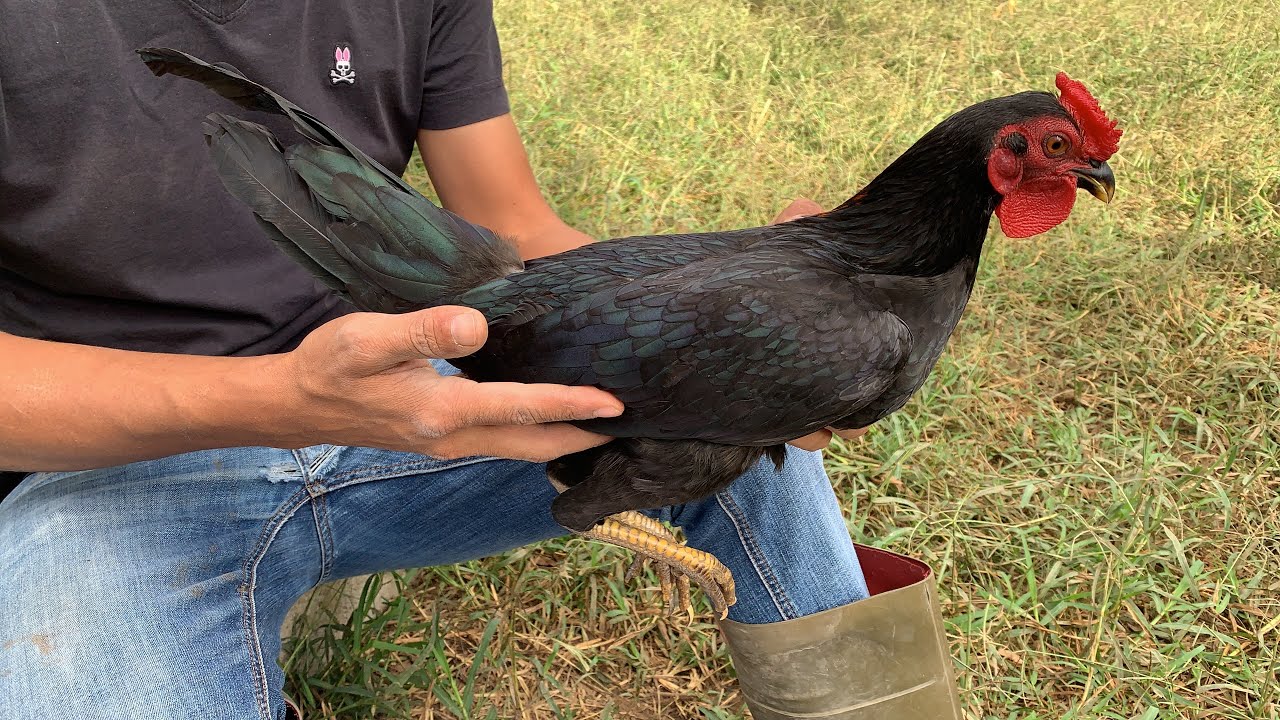 Recogiendo algunos pollos del machero de galleria Wilmery