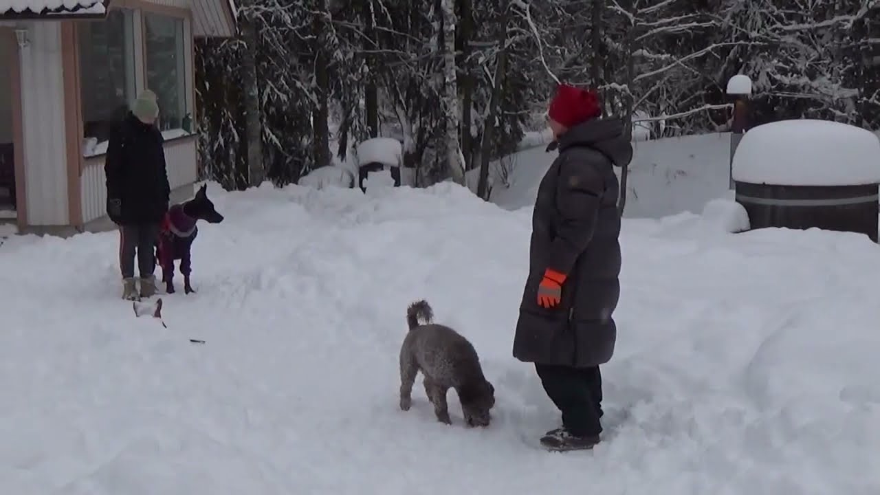 Doberman koulutuksessa, koiran rauhoittaminen, Koirakoulu Homeetta