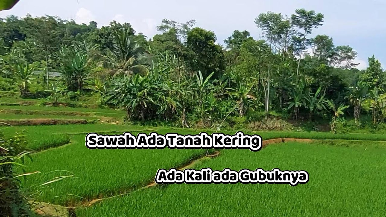 Sawah Dijual di Bogor . Luas 2.700 Meter . Harga 250 Juta Nego