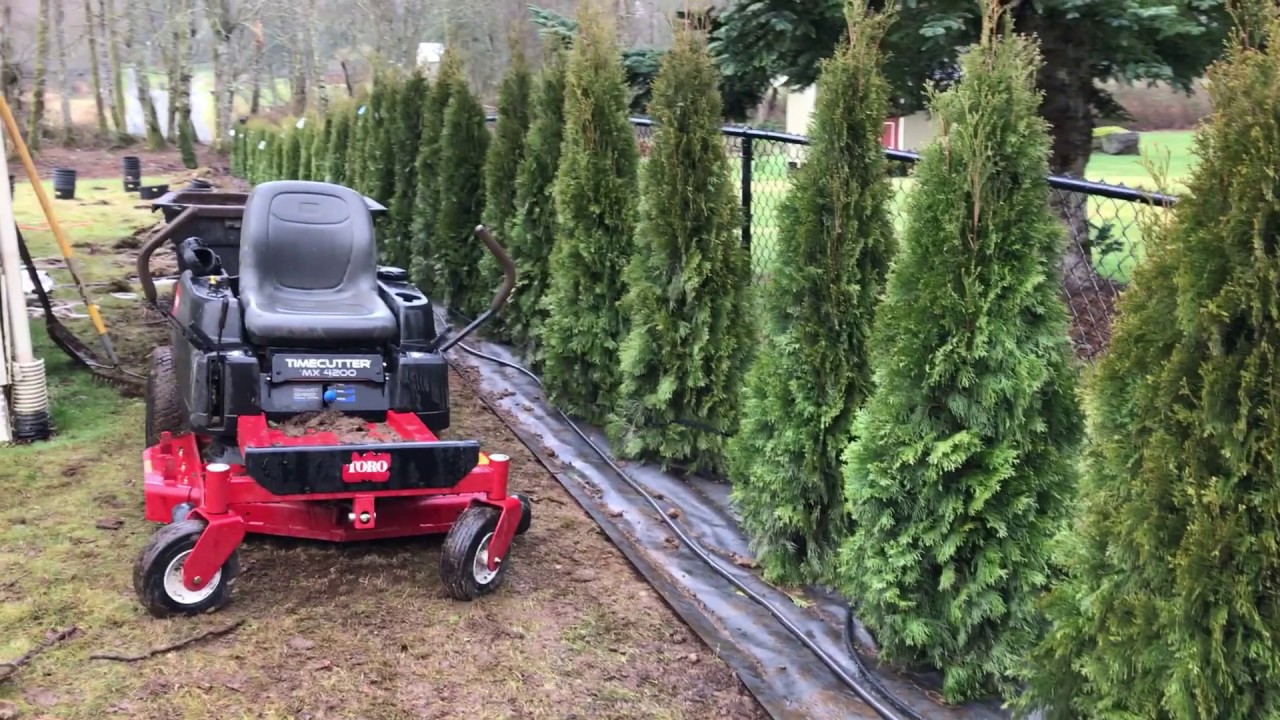 How to install a soaker hose line for Emerald Green Arborvitae