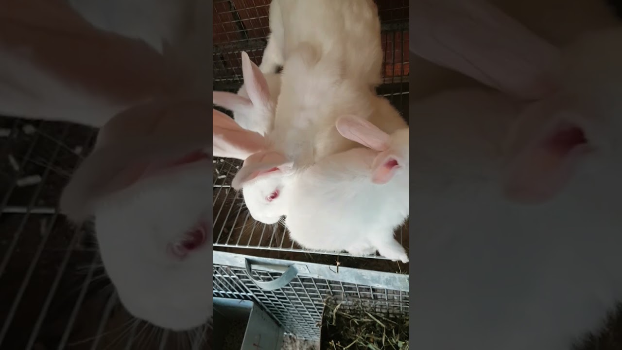Yeni Zelanda Tavşanı Üretim sayıları.  @etliktavşan @rabbit @köy @farming