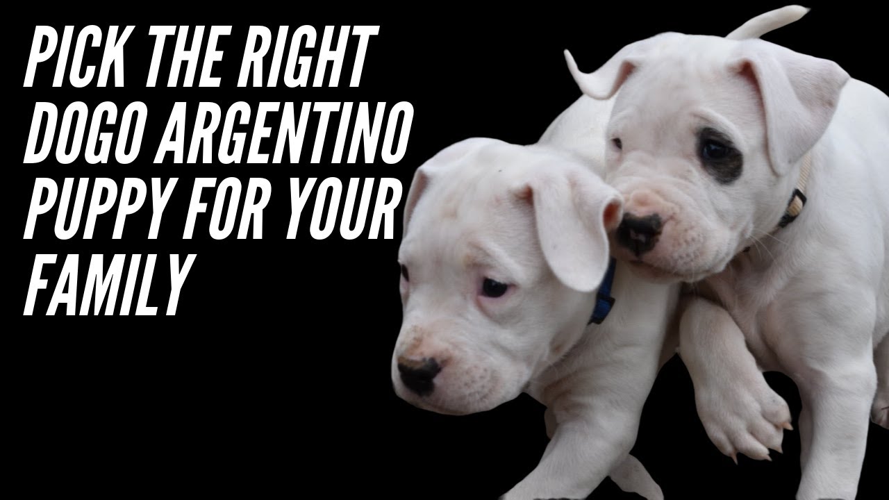 PICK THE RIGHT DOGO ARGENTINO PUPPY ( AN IN DEPTH GUIDE )