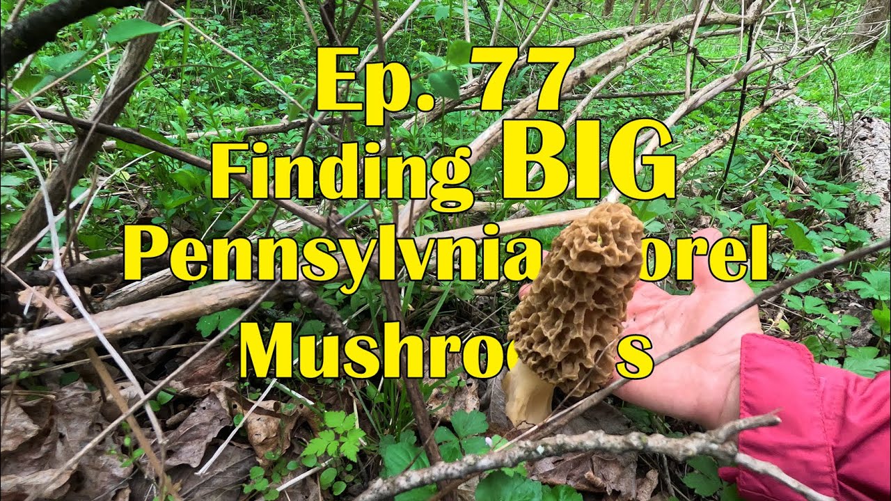 Ep. 77 - Finding BIG Pennsylvania Morel Mushrooms