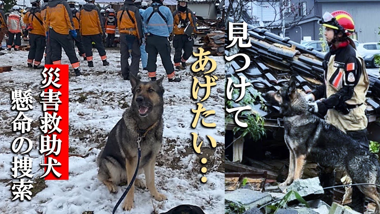 【能登半島地震】見つけてあげたい…災害救助犬「陸」と女性ハンドラー11日間の活動記録。
