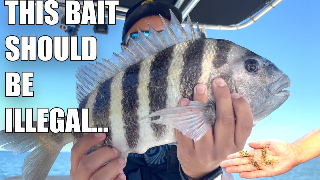 How To Catch MORE Sheepshead With The BEST Bait Bridge Fishing In Tampa Bay