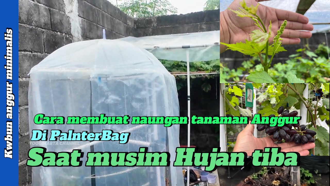 Cara membuat naungan murah meriah tanaman anggur