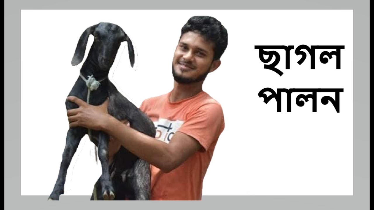Goat Farming || Bengal Goat || Khamar Bari Agro