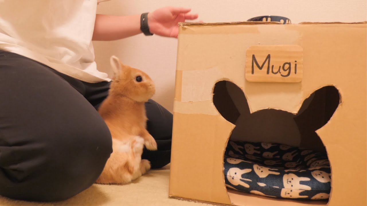 テンション上がって尻もちついちゃう うさぎが可愛いすぎました【No.558】