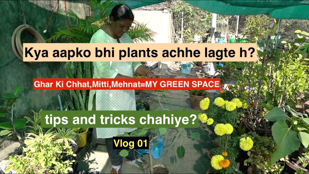 Mini Jungle at Home 🌿 | Bonsai Collection & Garden Tour