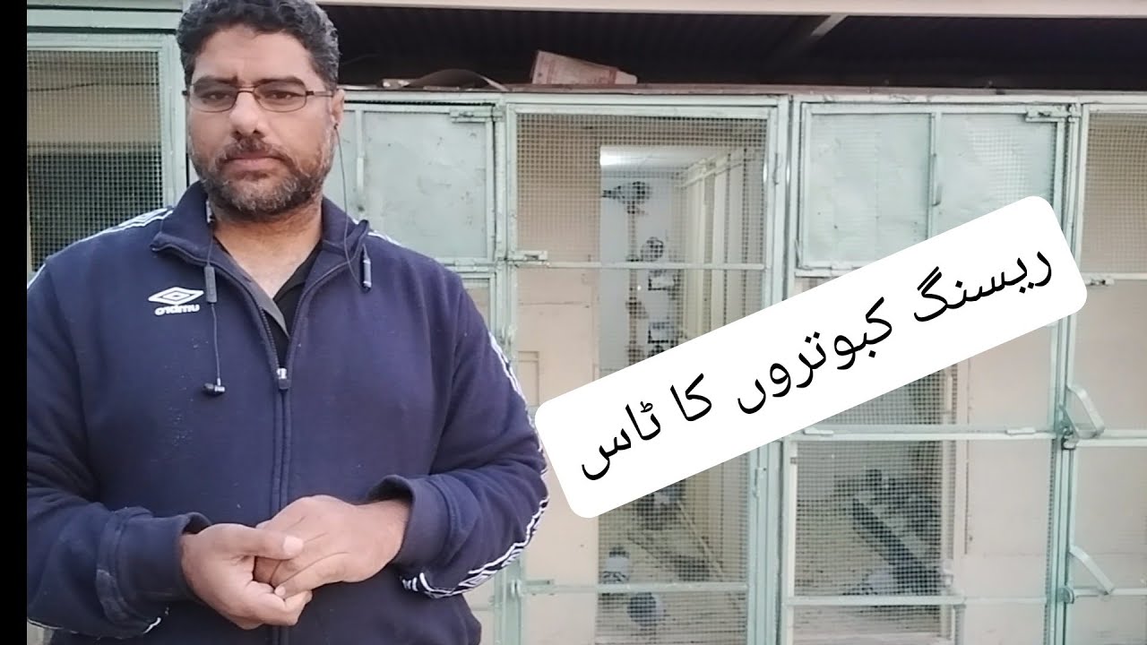 ریسنگ کبوتروں کا ٹاس|all about pigeon tosses