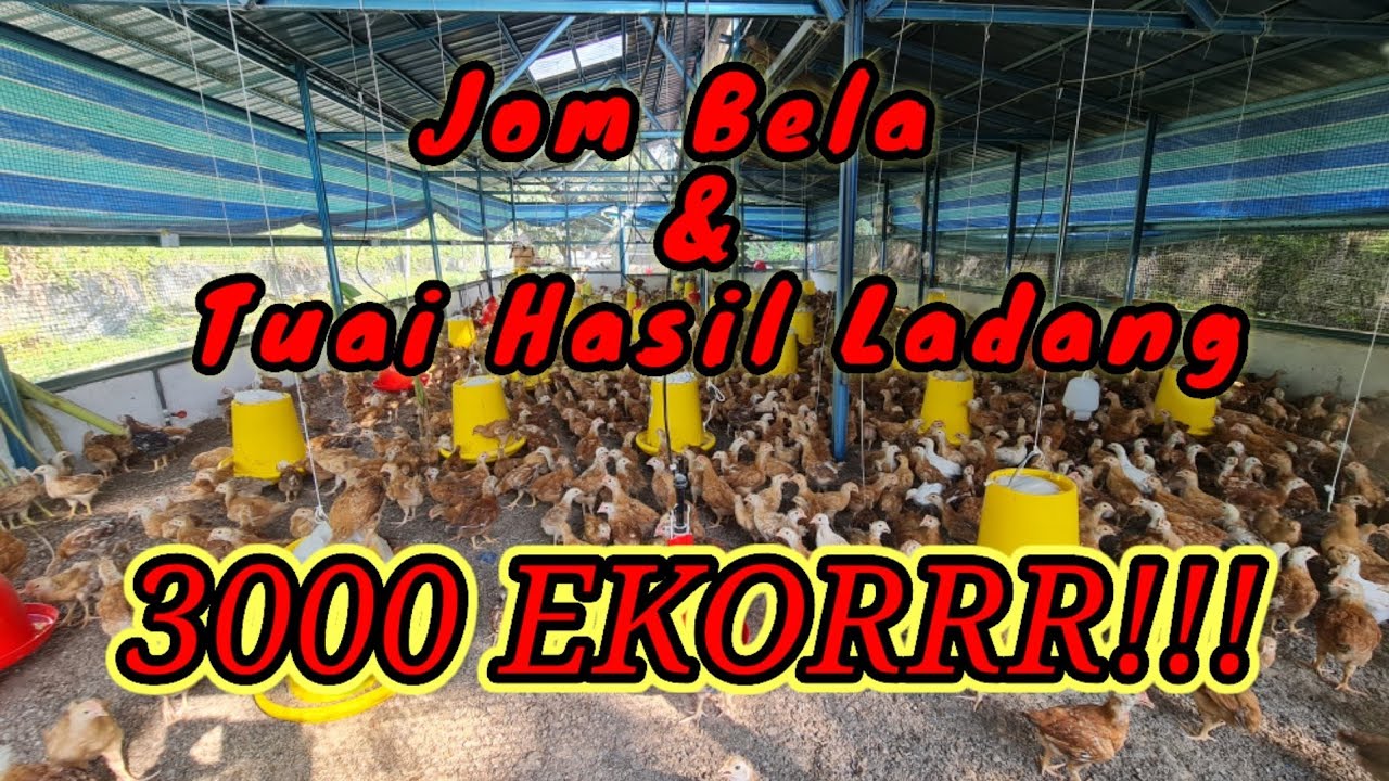 DARI TERNAK SAMPAI TUAI HASIL AYAM KAMPUNG #AyamKampung