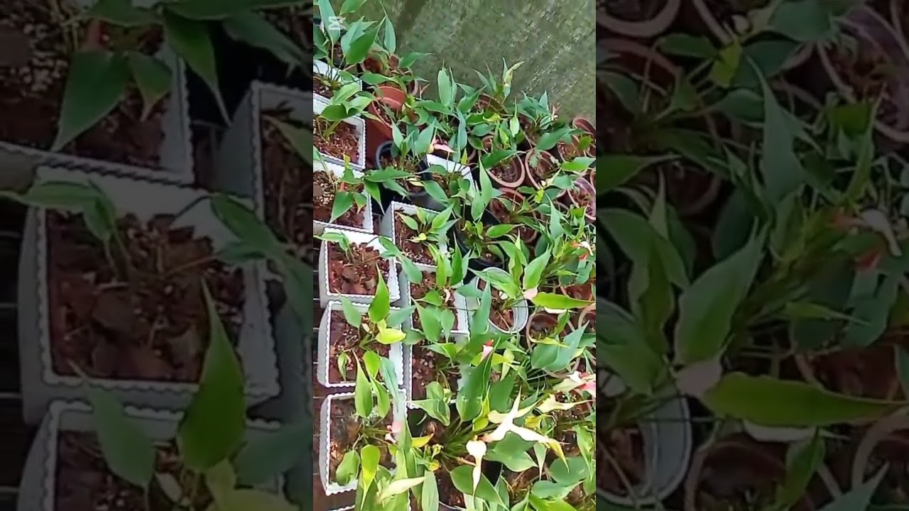 ඔයාලට ඕන මොනවා හරි තියෙනවද බලන්නකෝ