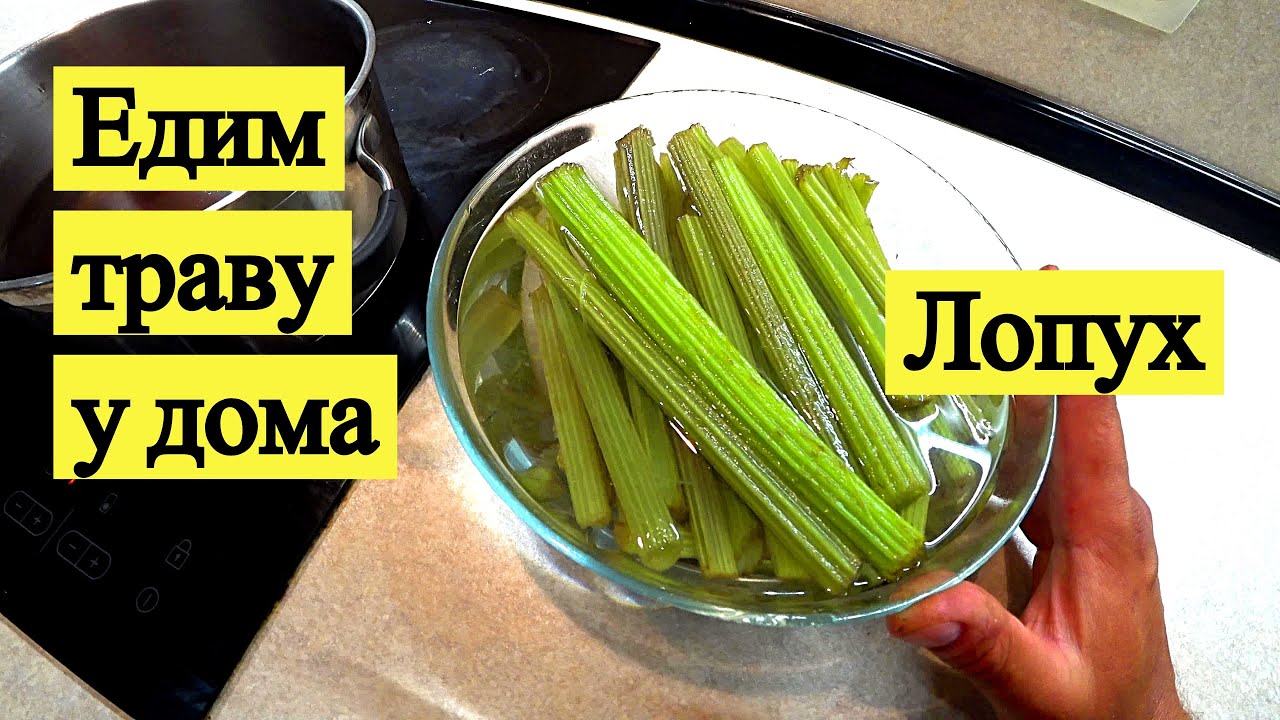 Едим траву у дома. Лопух (белокопытник японский)