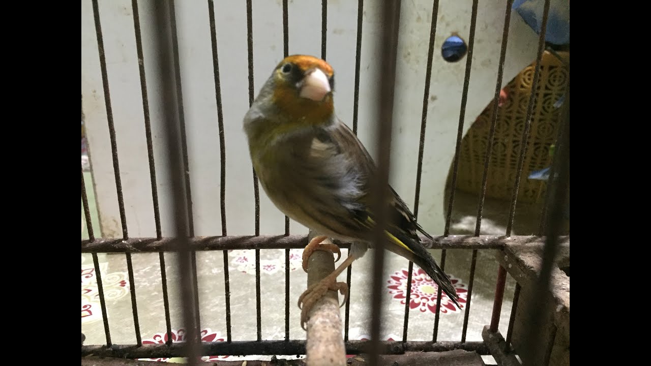 أروع تغريد لطائر الميستو المغربي للتعليم و تصحيح الأخطاء | chant oiseau mistou | Twitter Maestro