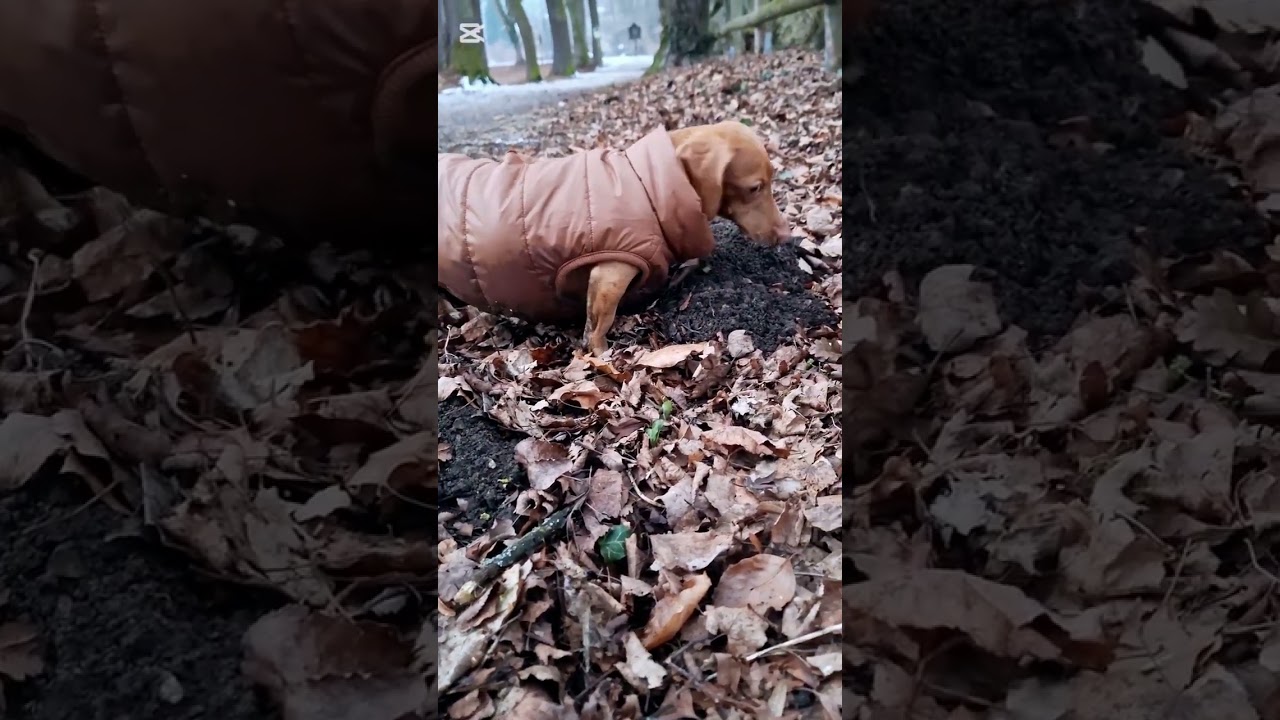 Sonntags mit den Dackeln 🥰  Sunday with the dachshunds 🥰 #Dackel #Dachshund #dogs #relax #austria