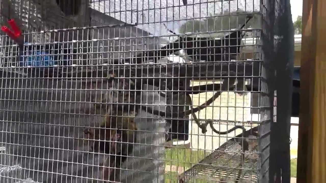 Baby marmoset monkey breeder in st Petersburg