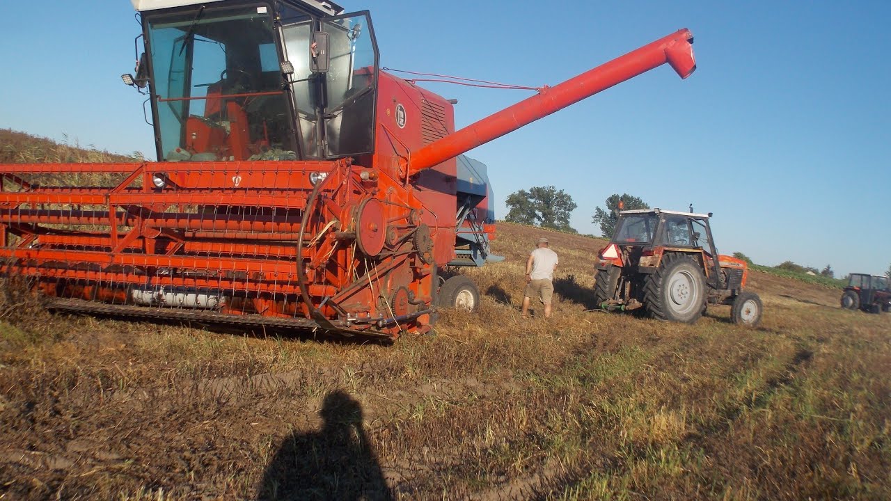 🔥Żniwa Faceli 2022🔥 Wyciąganie bizona z056🔥Ursus 1002🔥 Massey Ferguson 255🔥GR Kujawy