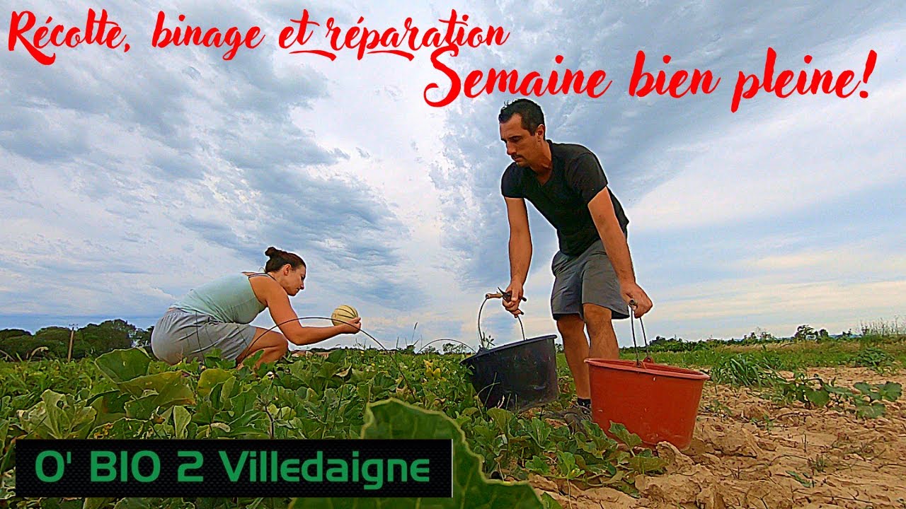 Binage des l&eacute;gumes, r&eacute;coltes, paillage et r&eacute;paration, il faut suivre!