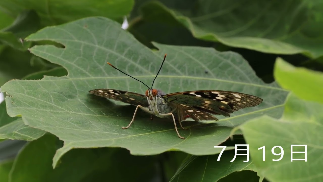 オオムラサキ